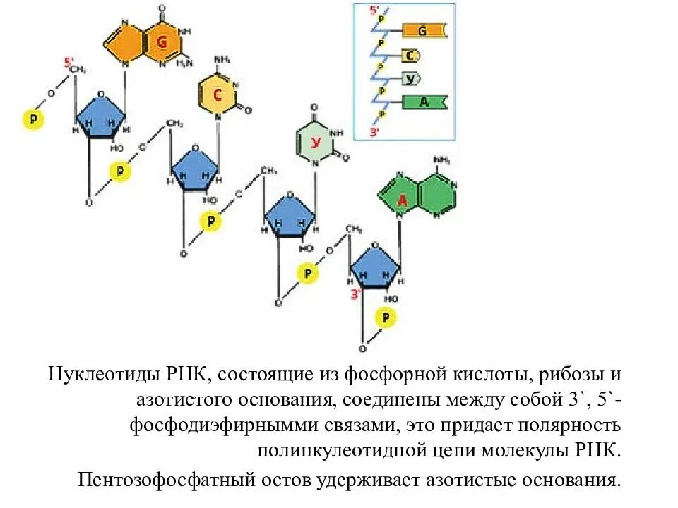 Нуклеотиды соединяются между собой связью. Нуклеотид РНК состоит. Нуклеотиды РНК соединены. Нуклеотиды соединены между собой.