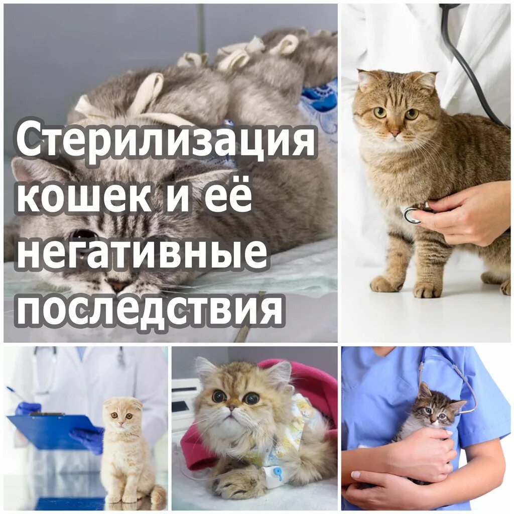 Стерилизация кошек фото. Последствия стерилизации кошки.