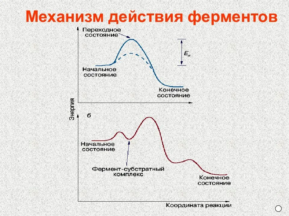 Образование ферментов происходит в процессе. 4. Механизм действия ферментов. Механизм действия амилазы схема. Схема действия ферментов. Схема механизма работы фермента.