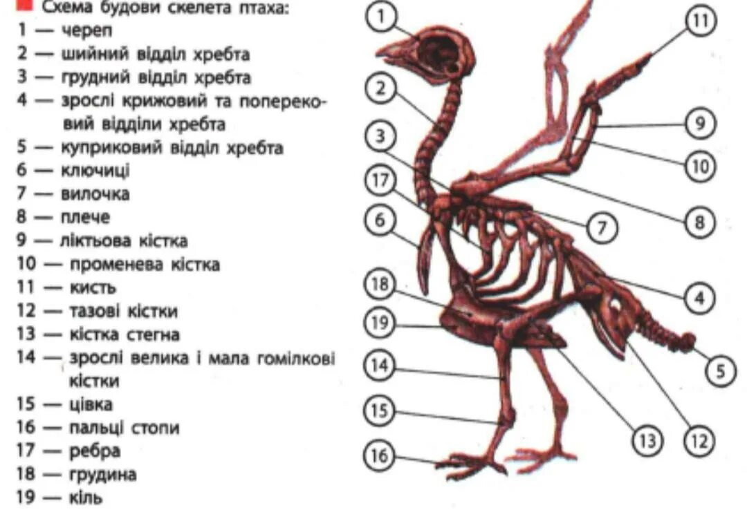 Что такое вилочка у птиц. Строение скелета птицы. Скелет птицы биология 7 класс. Скелет голубя с подписями. Будова Птаха.