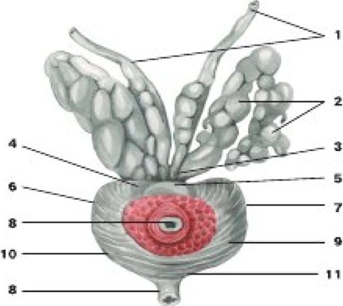 Семенные пузырьки железы. Киста семявыносящего протока предстательной железы. Семенные пузырьки анатомия. Выделительный проток семенного пузырька. Эпителий семенных пузырьков.