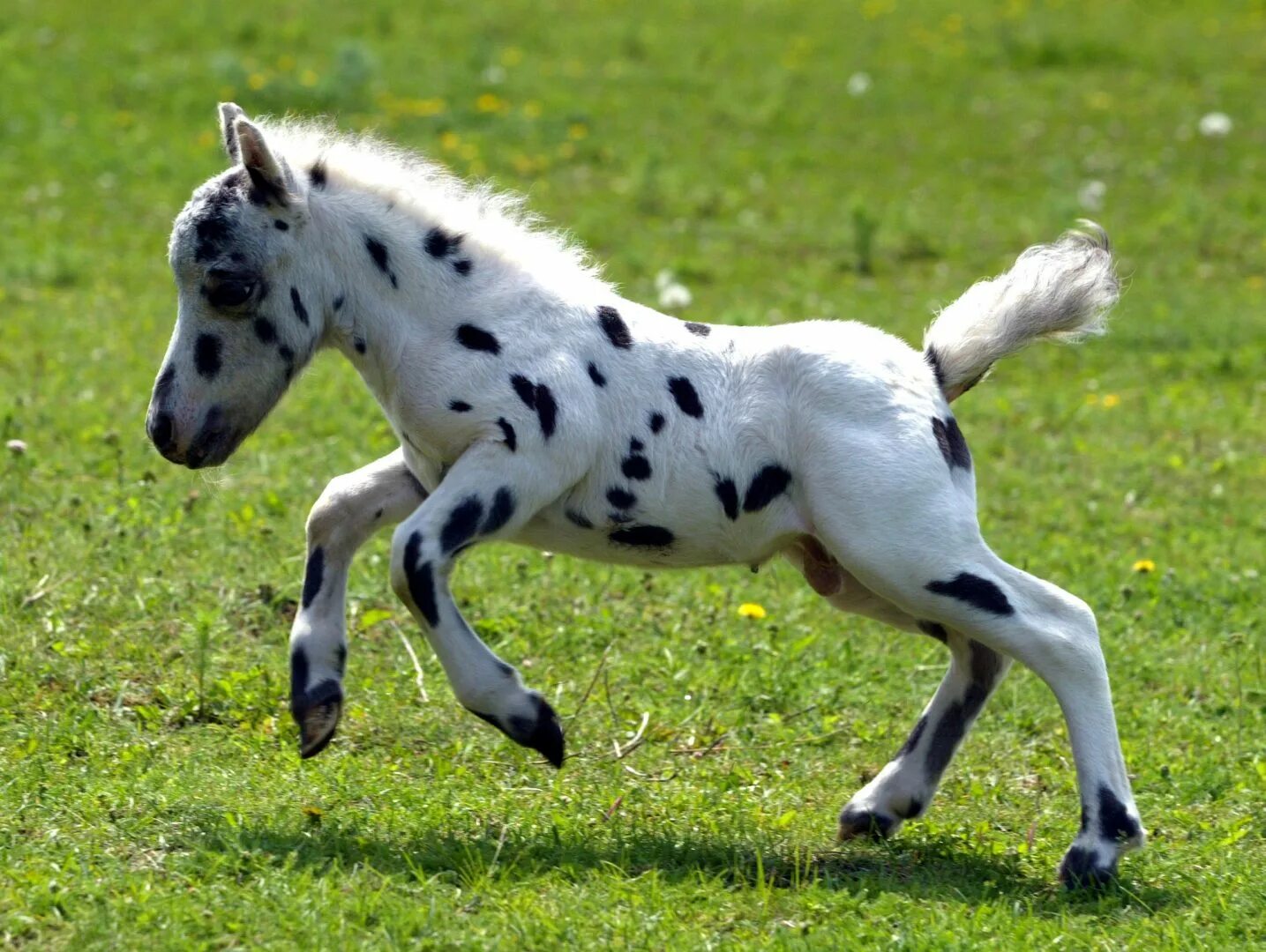 Mini pony. Лошади породы Фалабелла. Порода лошадей Аппалуза жеребенок. Пони Фалабелла. Пони породы Фалабелла.