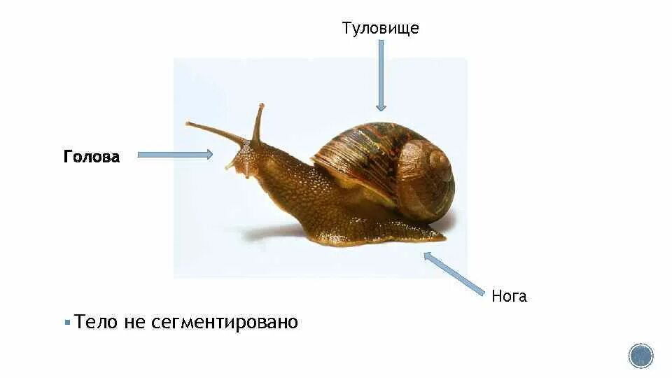 Строение раковины улитки ахатины. Строение улитки ахатина. Брюхоногие моллюски Виноградная улитка строение. Внутреннее строение виноградной улитки. Тело виноградной улитки