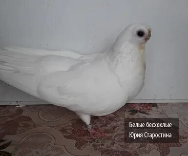 Орловский белый