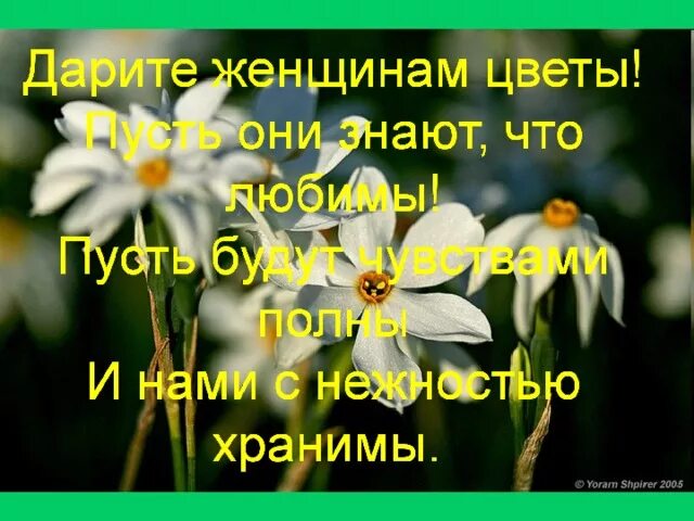 Дарите женщинам цветы со словами. Дарите женщинам цветы стихи. Стихи Дарите женщинам цветы Дарите женщинам улыбки. Четверостишье Дарите женщинам цветы. Дарите девушкам цветы стихи.