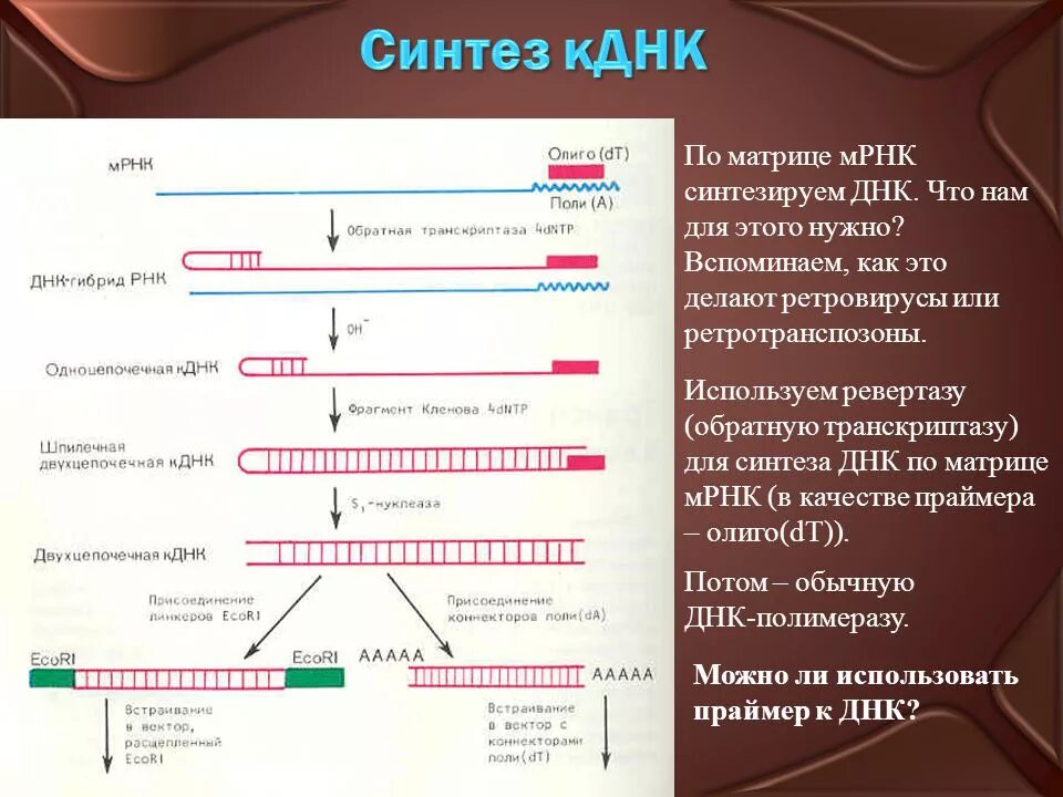 Схема синтеза РНК по матрице ДНК. Синтез информационной РНК (ИРНК) по матрице ДНК. Синтез двуцепочечной ДНК на матрице информационной РНК. Синтез МРНК на матрице ДНК.