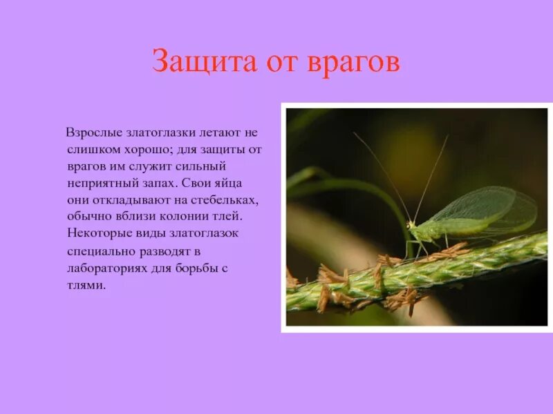 Сообщение про златоглазку для 4 класса. Защита насекомых от врагов. Защита от врагов у растений. Растения которые защищаются от врагов. Насекомые защищают растения