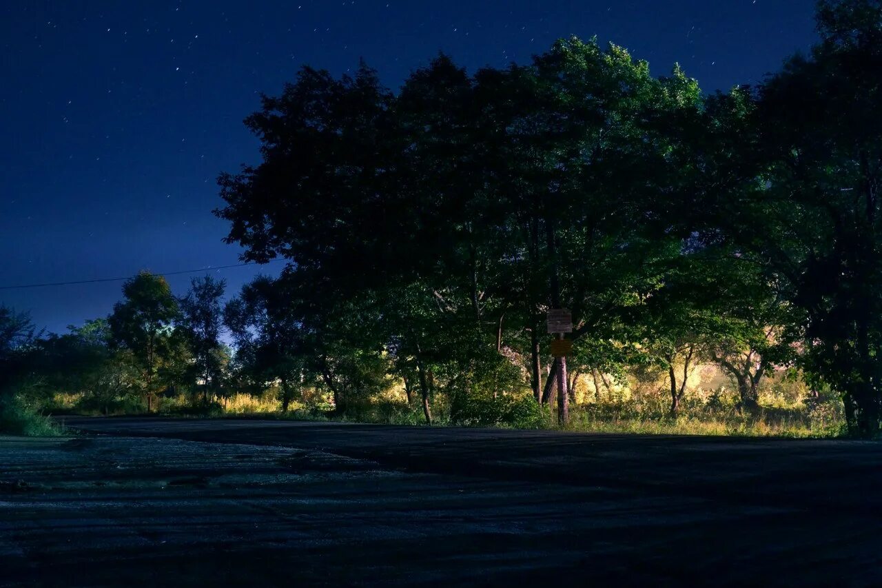 Ночью в лесу 3 класс. Дерево ночью. Природа ночью. «Ночь в лесу». Ночной лес.