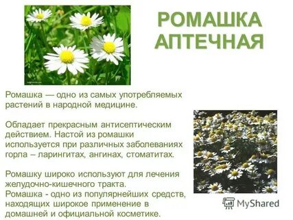 Ромашка лечебная польза