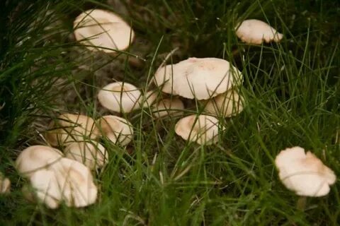 Поганки на участке как избавиться