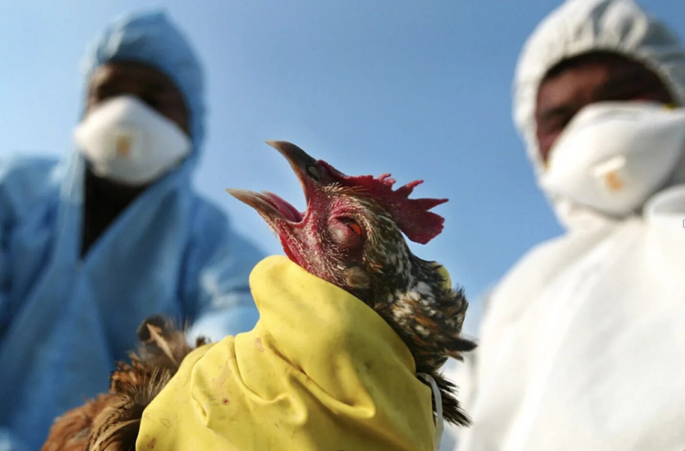 Птичий грипп h5n1. Птичий грипп h5n1