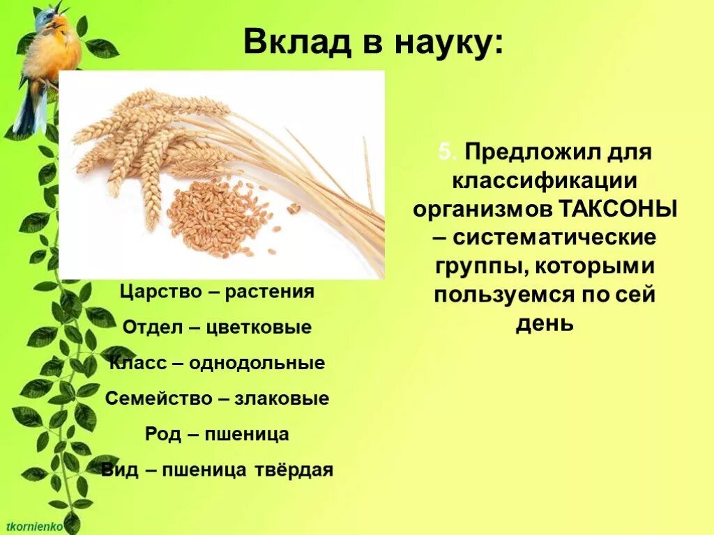Семейство злаковые род вид. Систематика растений пшеница. Пшеница род вид. Пшеница вид род семейство класс отдел царство.