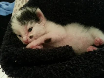 2 х недельный котенок