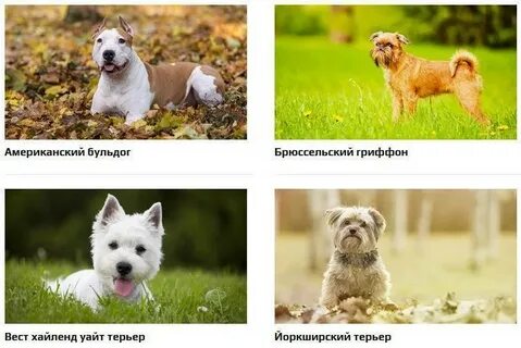 Порода собак у которых нет аллергии