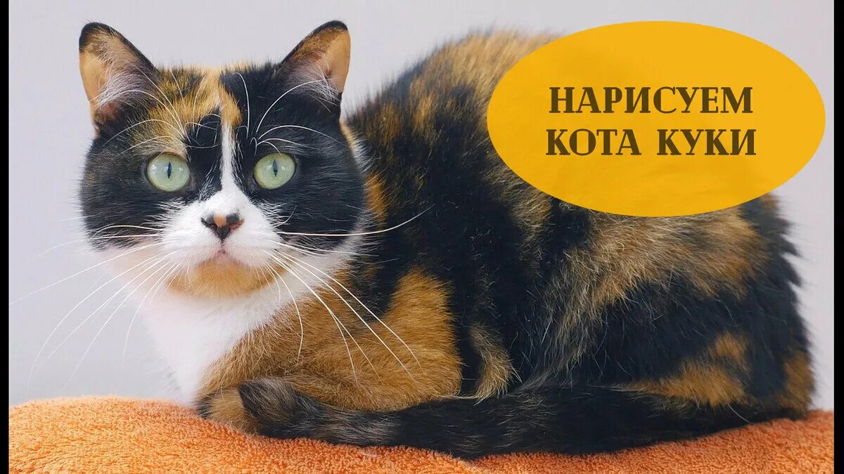 Трехцветная черепаховая кошка. Трехцветная голова. Черепаховая кошка. Трехцветный кот бывает. Многоцветная кошка.