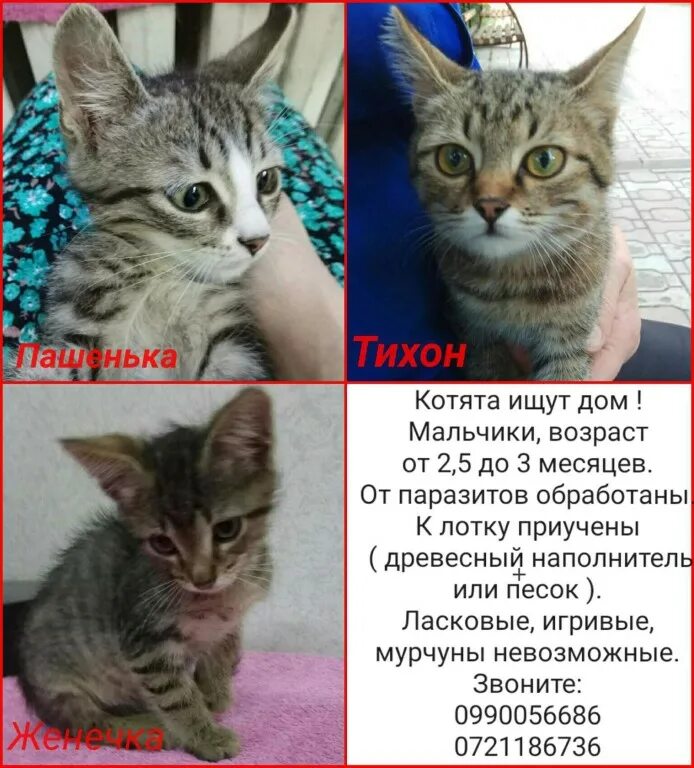 Как найти котенка. Котята ищут дом картинки. Пропал котенок. Потерялся котенок. Как найти котенка.