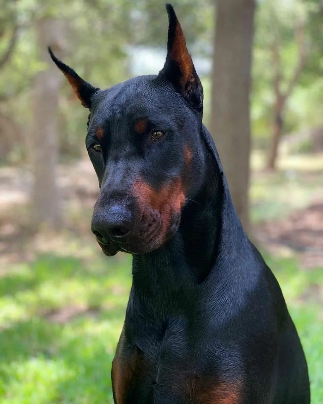 Доберман 3 года. Европейский доберман. Доберман 2023. Толстый доберман. Добер.
