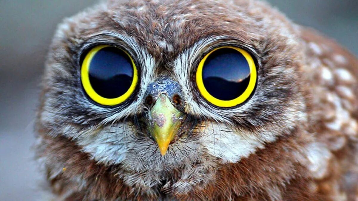 Какая птица имеет большие глаза. Камигинская иглоногая Сова Сыч?. Пучеглазая Сова. Сава с большими глазами. Сова с большими глазами.