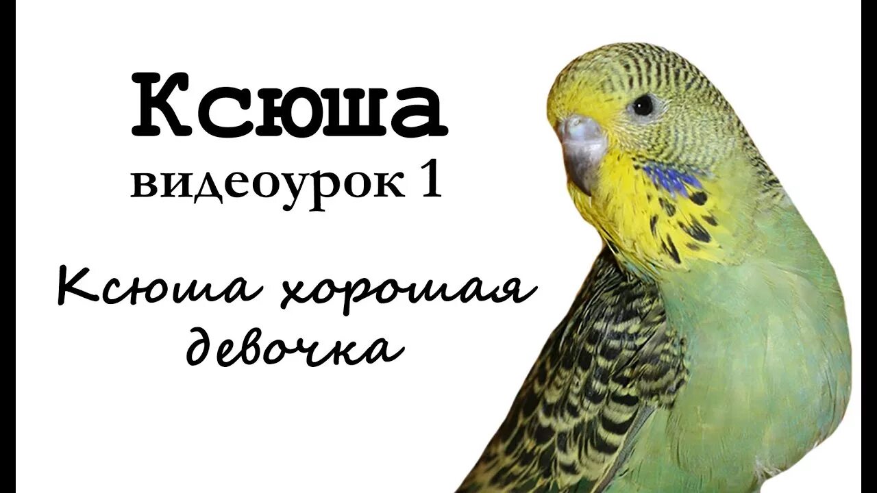 Девочки попугаи говорят. Попугай Ксюша. Как учить попугая говорить. Видеоурок для попугаев. Видеоурок научить попугая говорить.