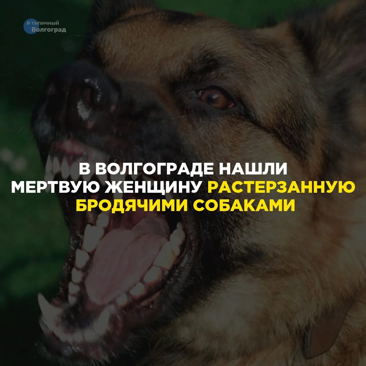 Песня она не придет ее разорвали собаки. Собаки разорвали женщину. собаки растерзали человека.