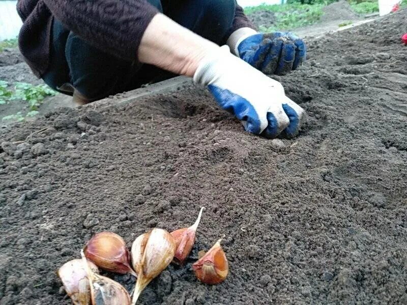 Можно в зиму сажать. Посадка озимого чеснока осенью. Подготовка земли под чеснок на зиму. Когда сажать чеснок осенью. Подготовка земли для посадки чеснока в зиму.