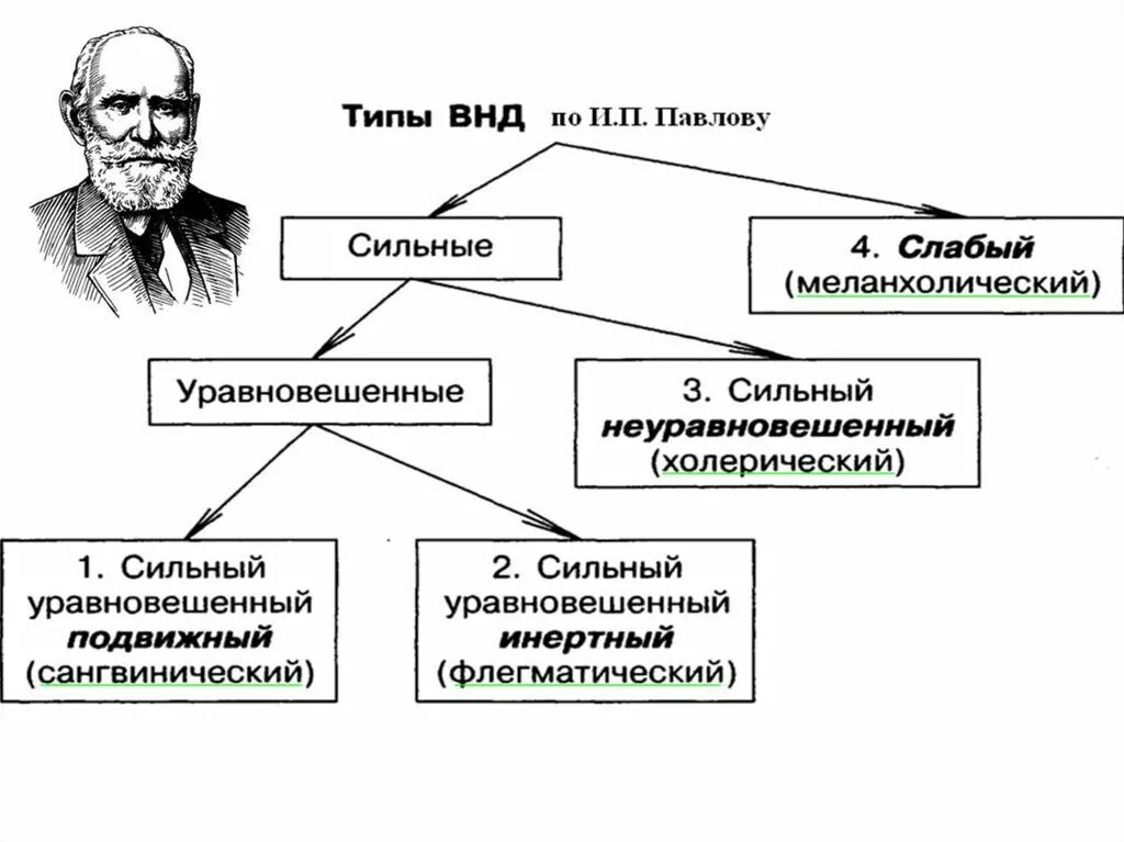 Признаки специфической нервной деятельности. Типы высшей нервной деятельности (и.п.Павлов) физиология. Типы высшей нервной деятельности человека. Типы высшей нервной деятельности ВНД. Этапы развития высшей нервной деятельности.