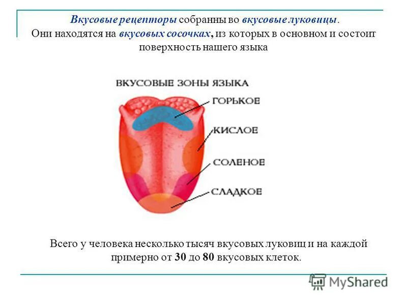 Кончик языка рецептор. Вкусовые рецепторы на языке человека расположены. ротовая полость рецепторы вкуса. где на языке находятся вкусовые рецепторы. рецепторы горького вкуса расположены на языке.