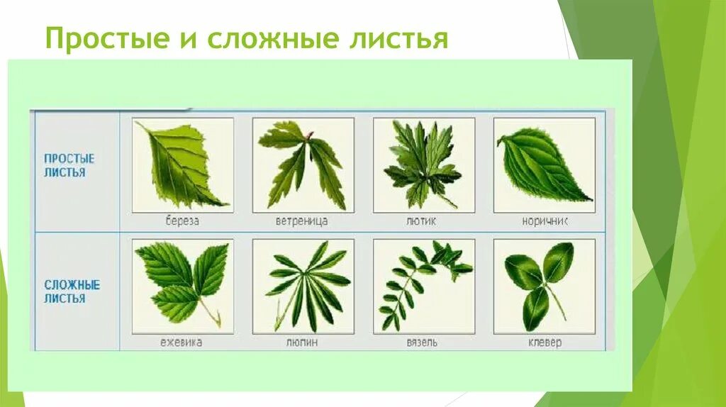Строение листа примеры. Простые и сложные листья. простые и сложные листья примеры. строение сложных листьев. сложный лист лист.