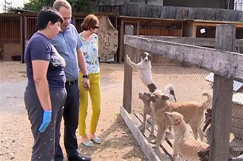 Приют остров спасения Благовещенск. Приют для животных в Благовещенске. Остров спасения Благовещенск. Благовещенск приют остров спасения фото.