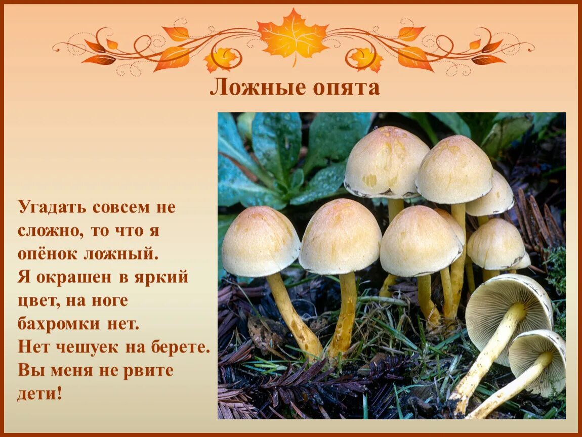 Какие бывают ложные опята фото и описание Опенок осенний: как отличить от ложного двойника несъедобного (фото)