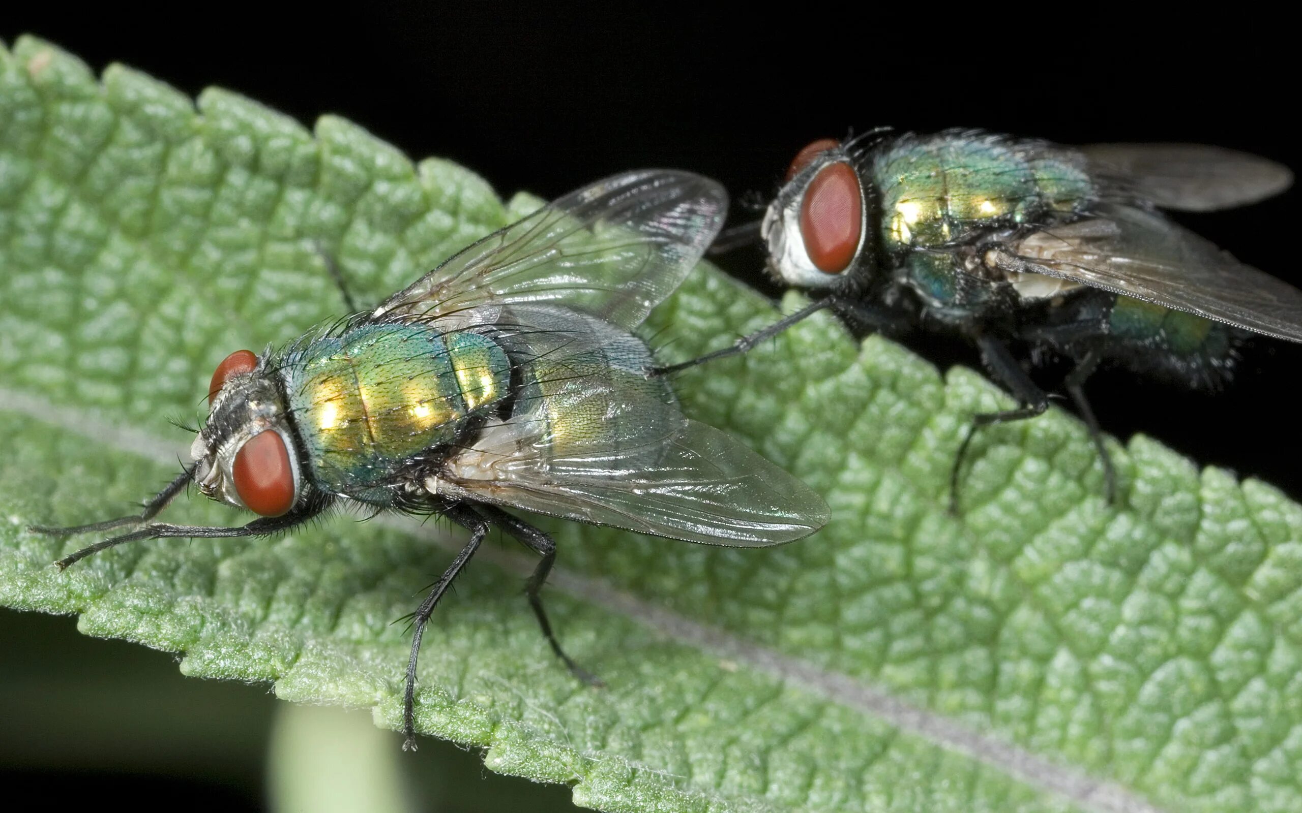 Fly green. Зеленая падальная Муха. Муха ЦЕЦЕ зеленая. Цветная Муха. Две мухи.