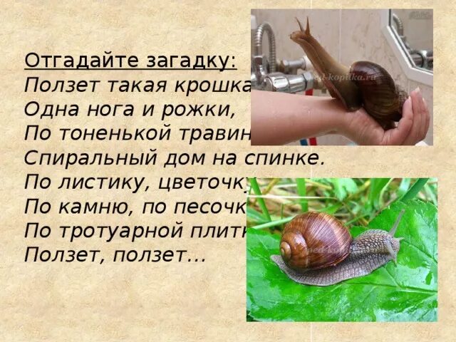 С какой скоростью двигается улитка
