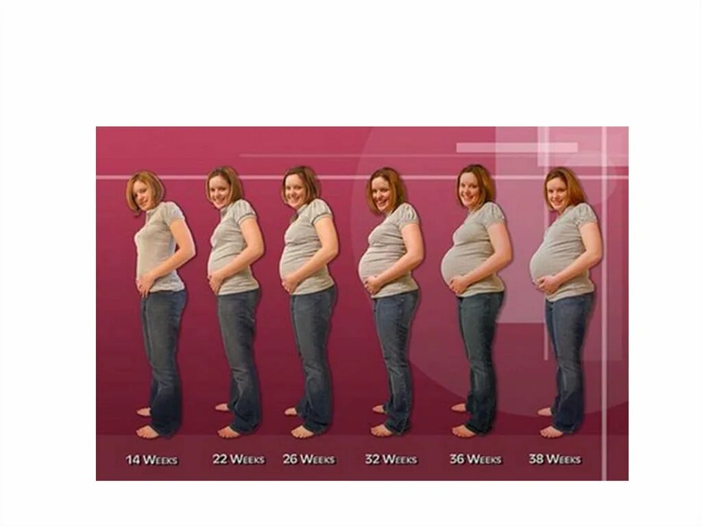 Через 100 недель. Месяцы беременности. Живот по неделям беременности. Размер живота по месяцам. Размер живота по месяцам беременности.