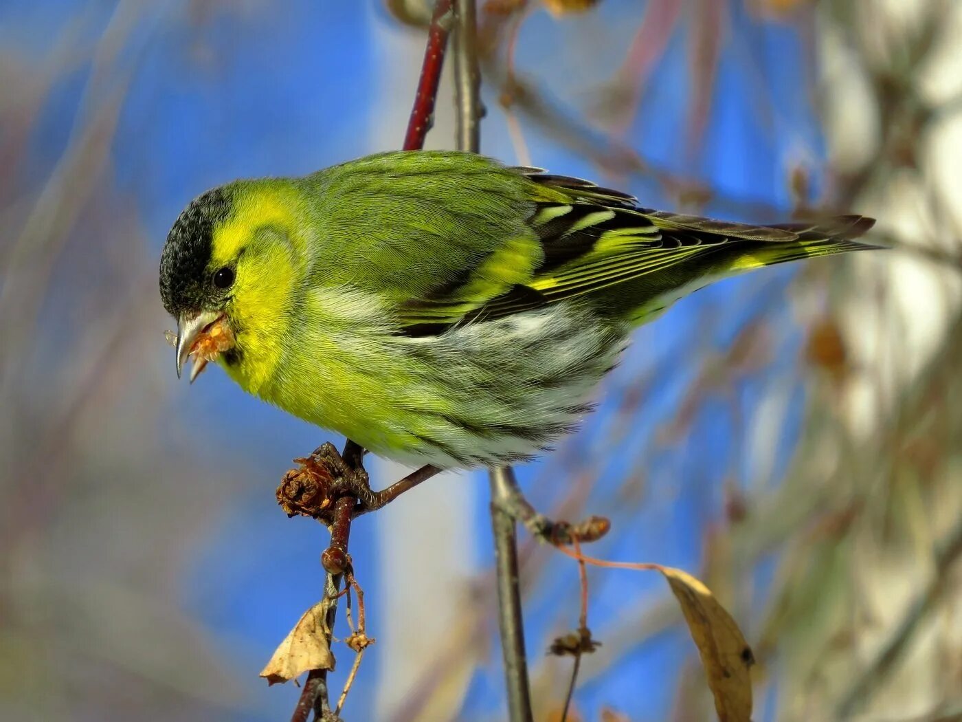 Щегол, зяблики,зеленушки. Чиж подмосковный. Как выглядит птица чижик. Чиж птица. Чиж и щегол.