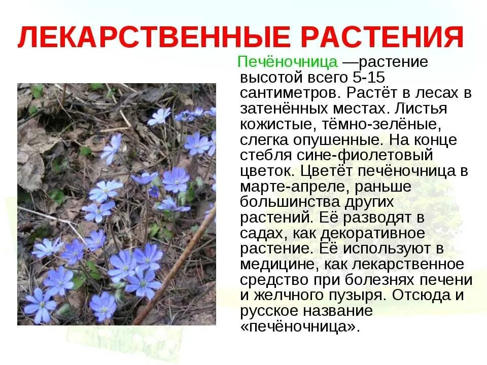 Перелески текст. Рассказ о печеночницы благородной. Растение печеночница благородная. Печеночница Лесная голубая. Печеночница благородная голубая.