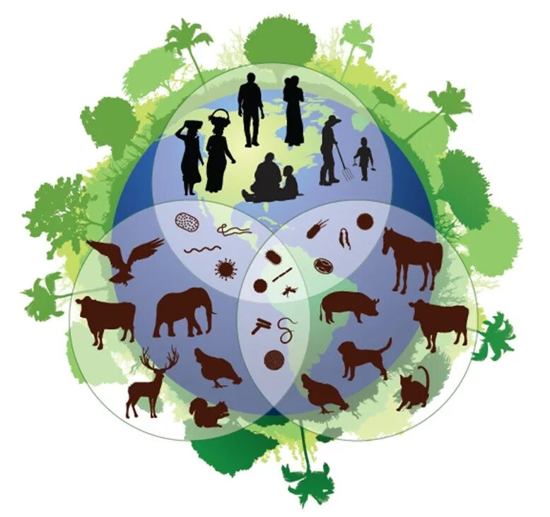 Биоразнообразие. Биологическое разнообразие. Сохранение биоразнообразия. Биоразнообразие земли.