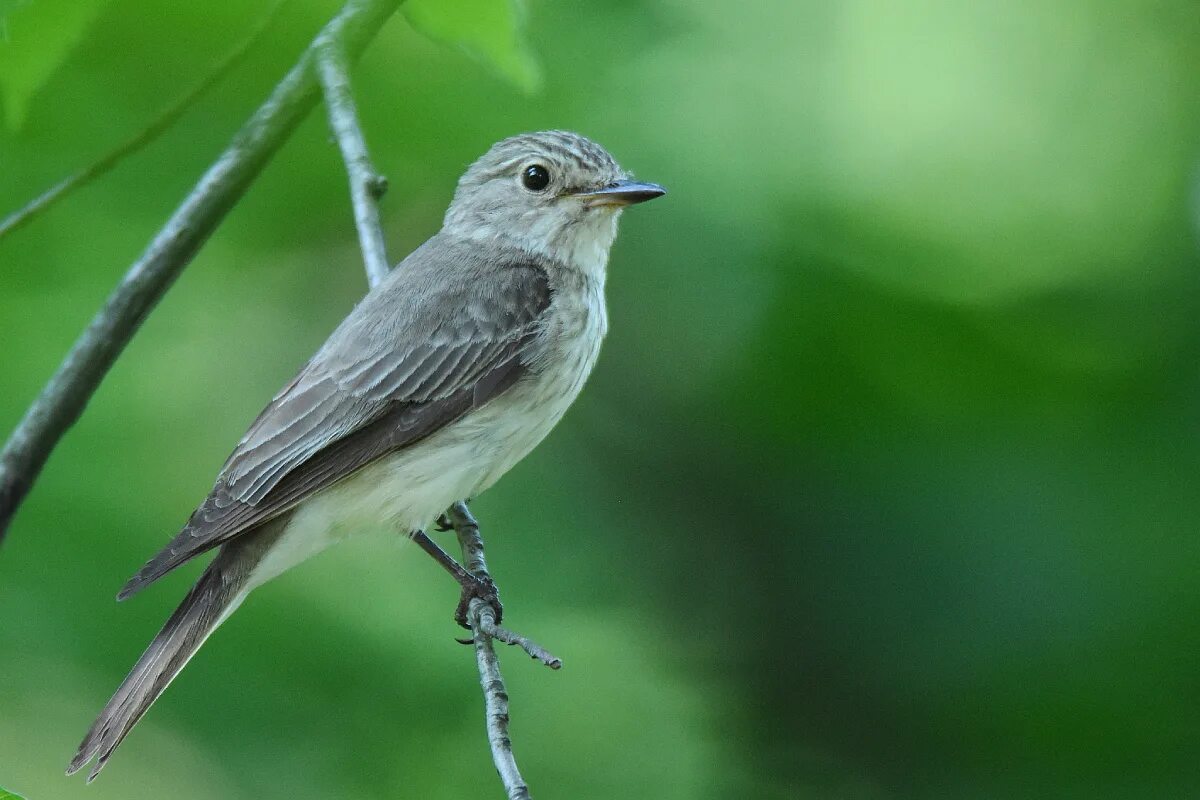 Серые птицы песня. Мухоловка серая птичка. Мухоловка серая – Muscicapa striata (Pallas, 1764). Мухоловка Крымская птица. Мухоловка Полевая.