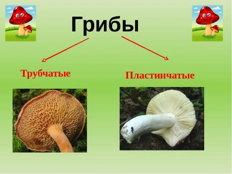 Трубчатые грибы 2) пластинчатые грибы. Грибы губчатые, трубчатые и пластинчатые. Боровик трубчатый или пластинчатый гриб. Опята пластинчатый или трубчатый. Трубчатые это какие