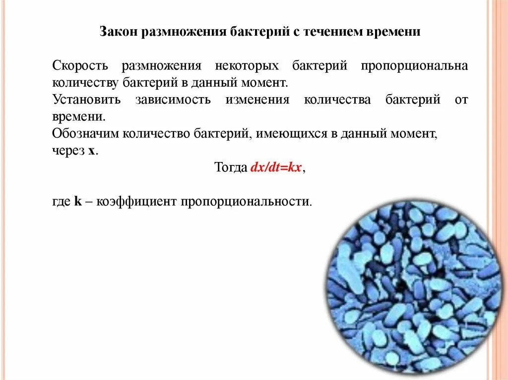 Число бактерии