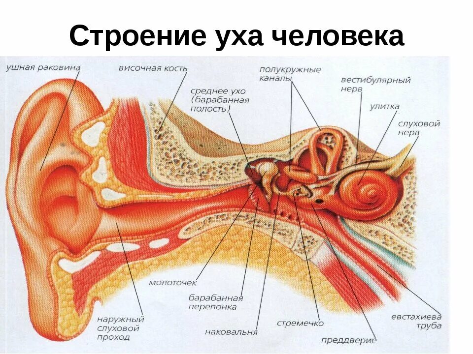 Орган слуха анатомия уха строение. Вестибулярный аппарат внутреннего уха строение. Строение уха и вестибулярного аппарата. Орган слуха наружное ухо среднее ухо внутреннее ухо.