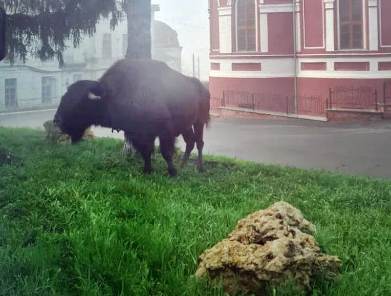 Бизон сбежал из цирка Курск. Бизон в Курске. Бизон в Курске сбежал. Цирк Курск. Сбежавший цирк