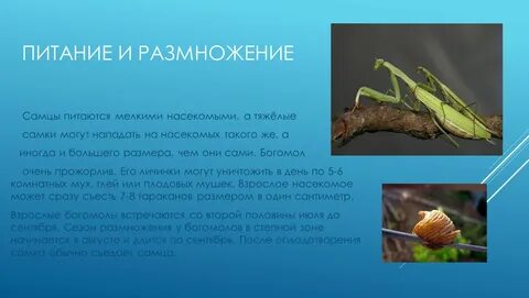 Богомол приметы
