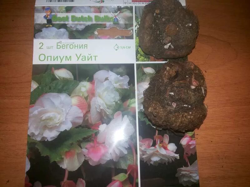 луковицы бегонии клубневой. бегония клубневая всходы. бегония клубневая деление клубня. бегония клубневая клубень. бегония клубневая клубень.