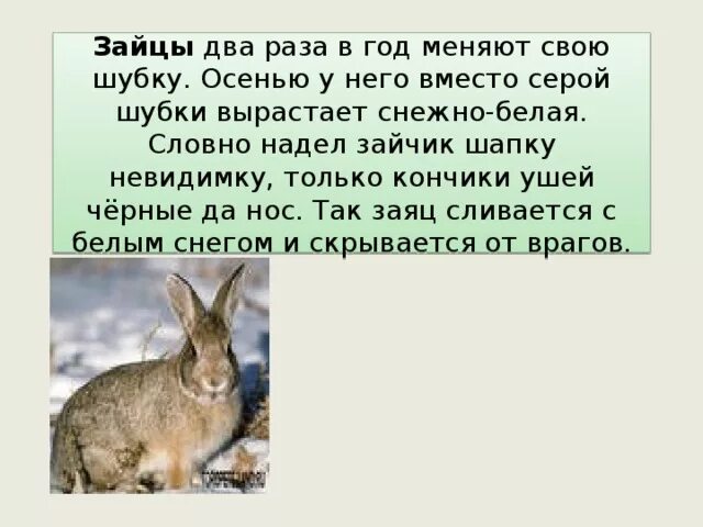 Почему зайчат называют. Заяц меняет шубку. Почему заяц меняет свою шубку. Заяц меняет цвет шубки. Рассказать о зайце.