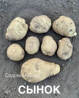 Сынок сорт картофеля описание характеристика отзывы фото