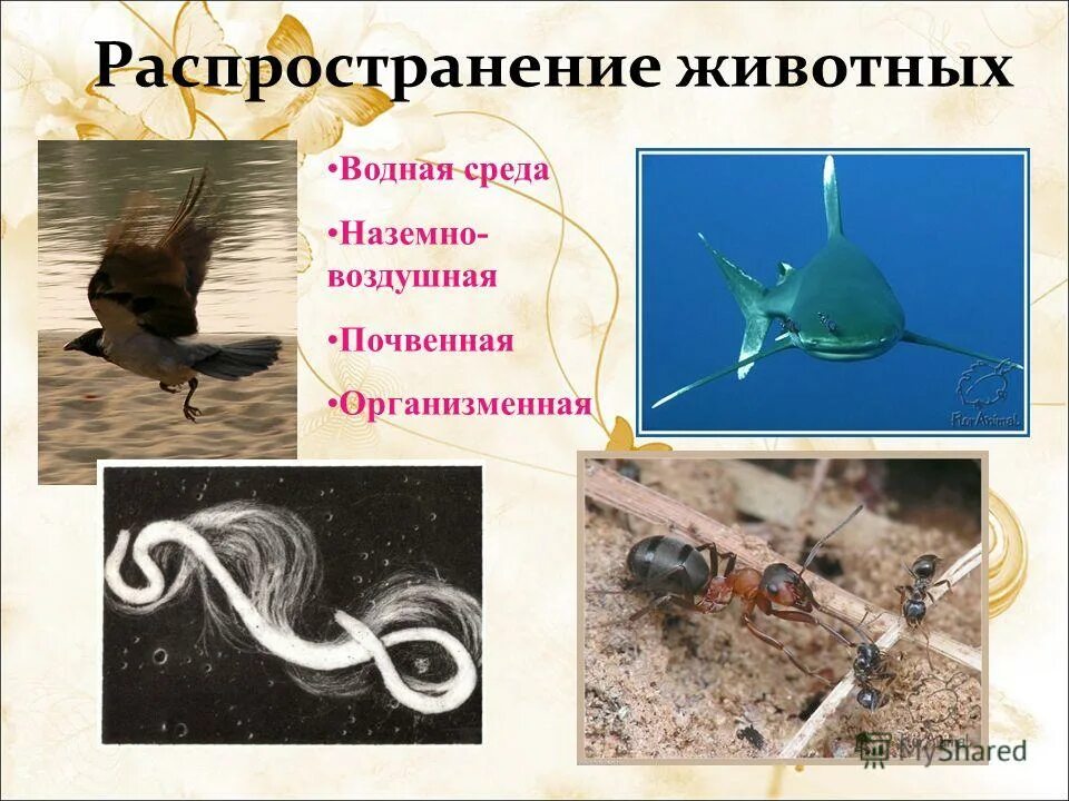 Наука о строении животных