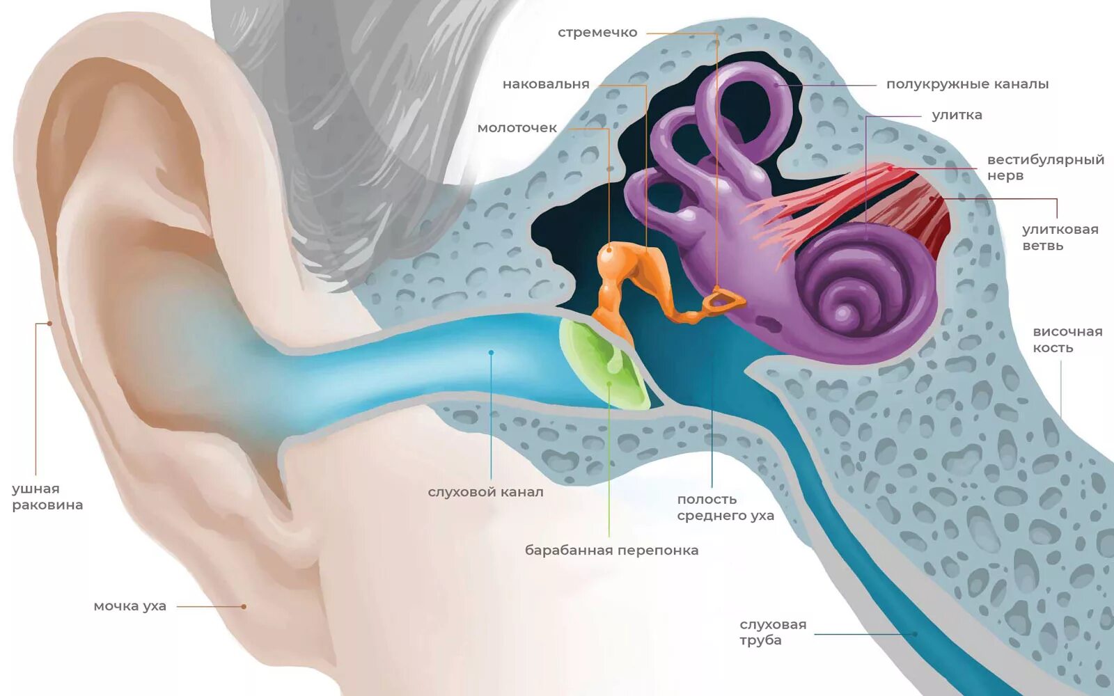 Чувствительный орган слуха. Ухо человека строение. Строение внутреннего уха орган слуха. Внутреннее строение уха человека для детей. Строение строение уха человека.