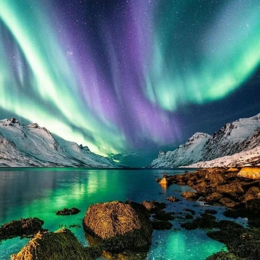 Aurora borealis северное сияние. Северно ледовитый океан северное сияние. Северное сияние это красота. Оймякон северное сияние. Северное сияние в сибири.