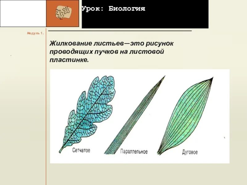 Особенности строения и жилкования листьев. Типы жилкования листьев биология 5 класс. жилкование листьев 6 класс. типы жилкования 6 класс. жилкование листьев 6 класс биология.