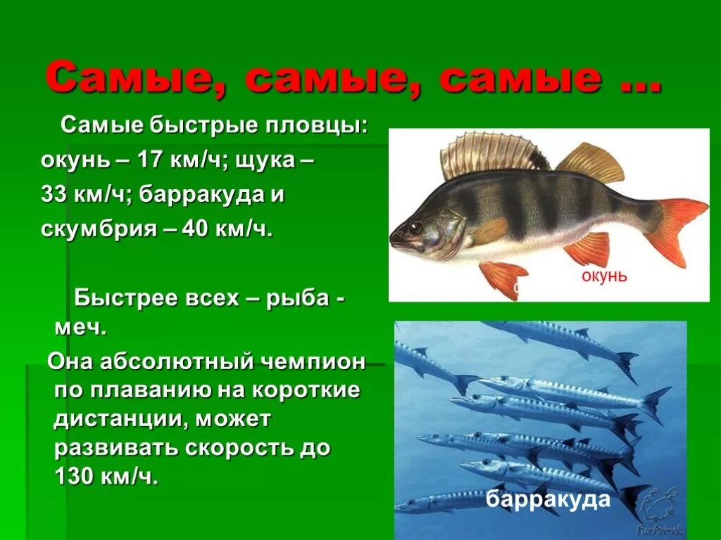 К какому классу относится щука. Окунь информация. Рассказ про окуня. Информация о рыбе окунь. Окунь окружающий мир.